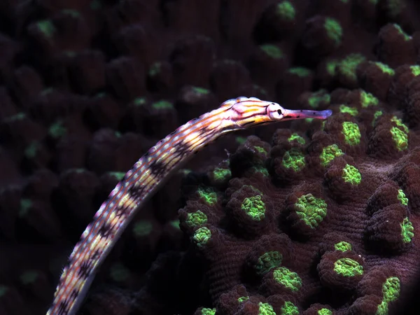 Schultz Pipefish Corals Panagsama Beach Cebu Philippines — Fotografia de Stock