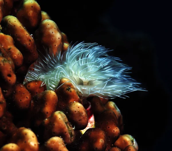 Robak Rurowy Koralu Cebu Filipiny — Zdjęcie stockowe