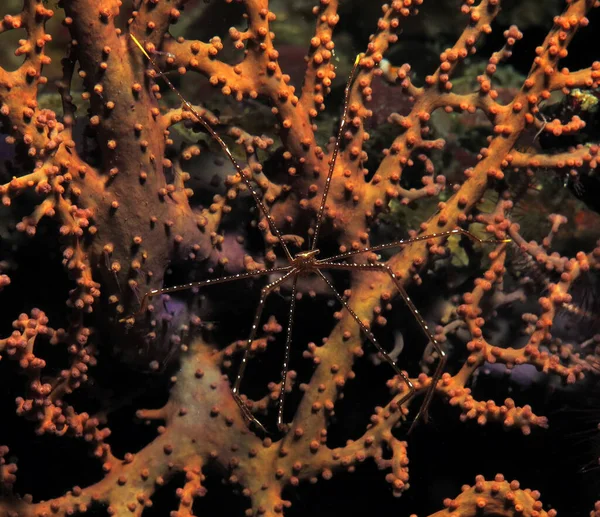 Arrow Crab Camouflaged Gorgonian Cebu Philippines — 图库照片