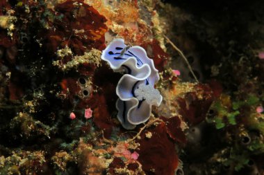 Mavi bir Chromodoris Willani çıplak dalışı Cebu Filipinlerinde sürünüyor
