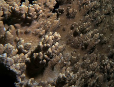 Bir Sinularia Spp yumuşak mercan Cebu Filipinleri 