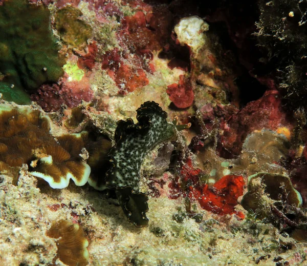 Elysia Marginata Nudibranch Crawling Cebu Philippines — Stockfoto