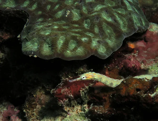 Schultz Pipefish Corals Panagsama Beach Cebu Philippines — Stock Photo, Image
