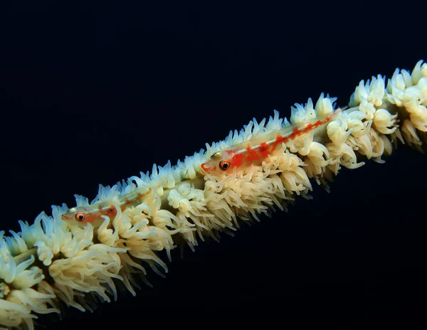 Ein Paar Whip Coral Gobys Auf Einer Weißen Whip Coral — Stockfoto