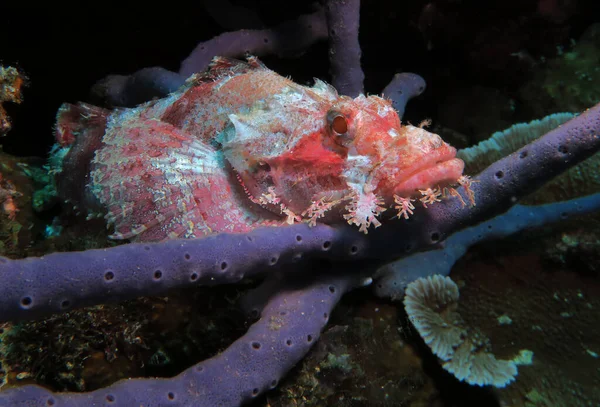 Ein Bärtiger Skorpionfisch Ruht Auf Einer Grauen Koralle Pescador Island — Stockfoto