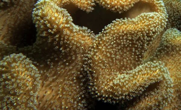 Champignon Doux Corail Cebu Philippines — Photo