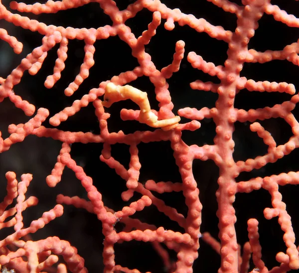 Denise Pygmy Seahorse Camouflaged Gorgonian Fan Coral Cebu Philippines — Stockfoto