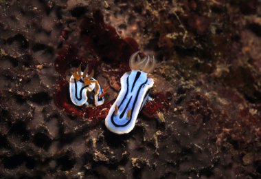 Kahverengi mercan Siquijor Filipinleri üzerinde bir çift Chromodoris Lochi nudibranşı