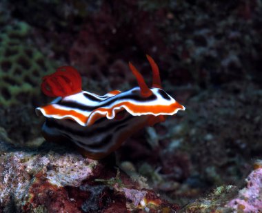 Kromodoris Magnifica 'nın çıplak Siquijor Filipinleri' nin ön görüntüsü