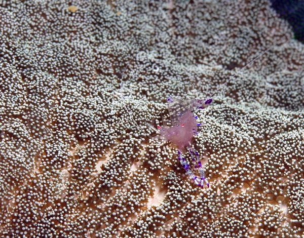 Crevettes Nettoyantes Anémone Sur Anémone Siquijor Philippines — Photo