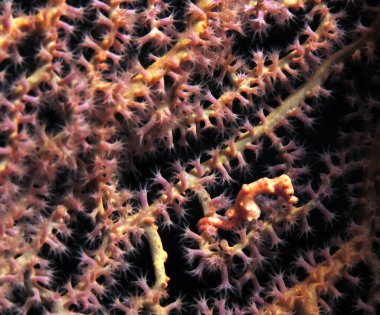 Denise pigme deniz atı Hipokampüs Denizi Cebu Filipinleri