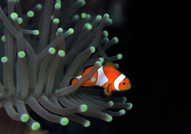 Deniz şakayığı Cebu Filipinlerinde sahte palyaço anemonisi