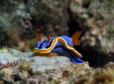 Cebu Filipinler 'de Chromodoris Annae çıplak dalının ön çekimi