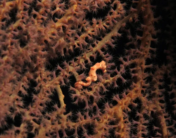 Denise Pygmy Seahorse Hippocampus Denise Camouflaged Gorgonian Fan Coral Cebu — Stockfoto