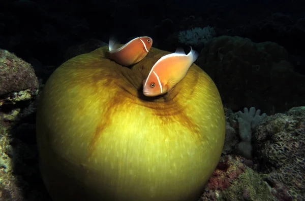 Ζευγάρι Pink Skunk Clownfish Pink Anemonefish Κλειστή Ανεμώνη Cebu Φιλιππίνες — Φωτογραφία Αρχείου