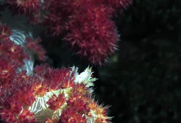 Candy Crab Також Відомий Commensal Soft Coral Crab Dendronephtya Coral — стокове фото