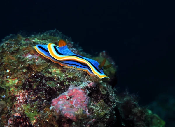 Chromodoris Annae Nudibranch Siquijor Philippines — Foto de Stock