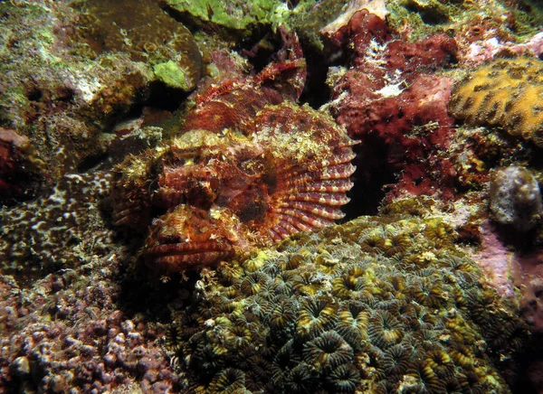 Sakallı bir akrep balığı, mercanlar arasında kamufle olmuş.