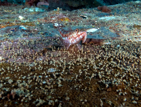 Sand Lizardfish Resting Airplane Wreck Boracay Island Philippines — Foto de Stock