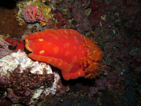 Nudibranch Espanhol Vermelho Dançarino Ilha Pescador Filipinas — Fotografia de Stock