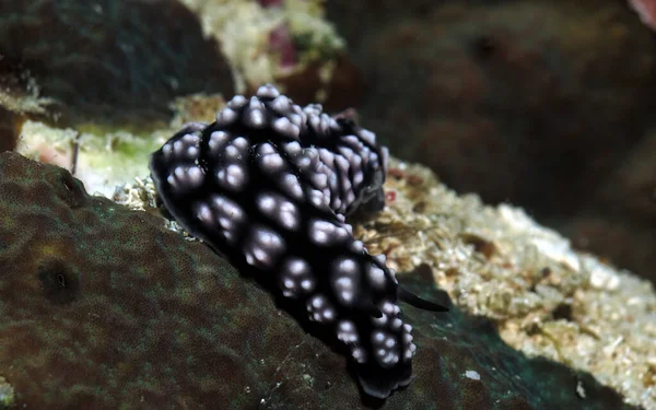 Phyllidiella Pustulosa Nudibranch Corals Cebu Philippines — Foto Stock