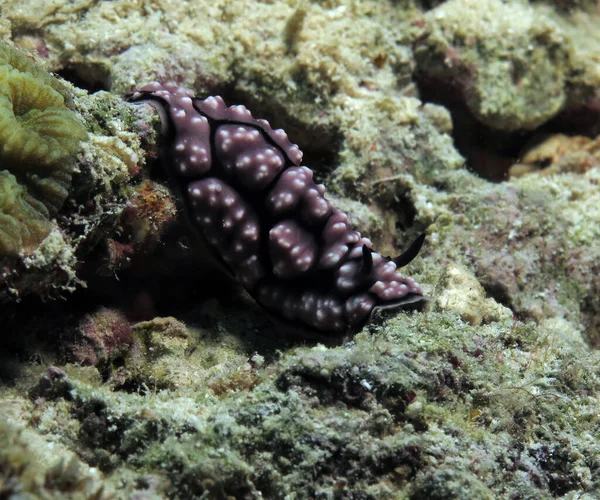 Front View Phyllidiella Pustulosa Nudibranch Corals Cebu Philippines — Fotografia de Stock