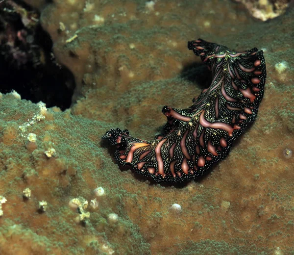 菲律宾宿务褐色珊瑚上的波斯地毯扁虫 — 图库照片