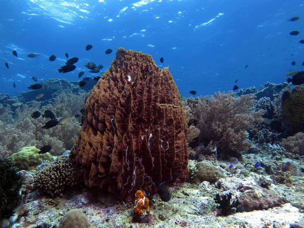 Brown Giant Barrel Sponge Pescador Island Philippines — 图库照片