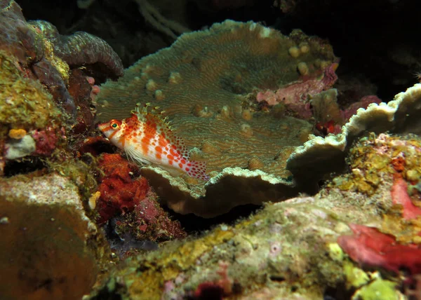 Bir Benekli Şahin Balığı Mercanların Üzerinde Dinleniyor Cebu Filipinler — Stok fotoğraf