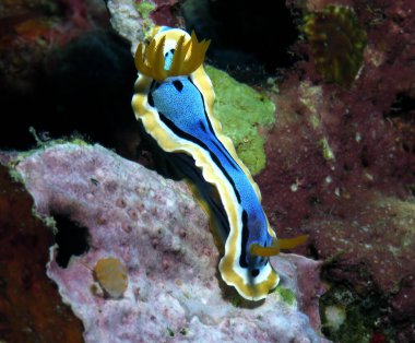 Kromodoris Annae Çıplaklık Cebu Filipinleri taşıyor