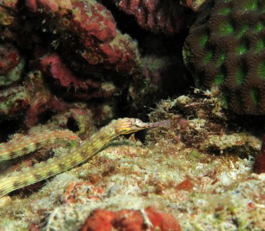 Bir Schultz boru balığı mercanlar üzerinde Panagsama plajı Cebu Filipinler