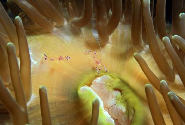 A pair of Cleaner Shrimps on anemone Cebu Philippines