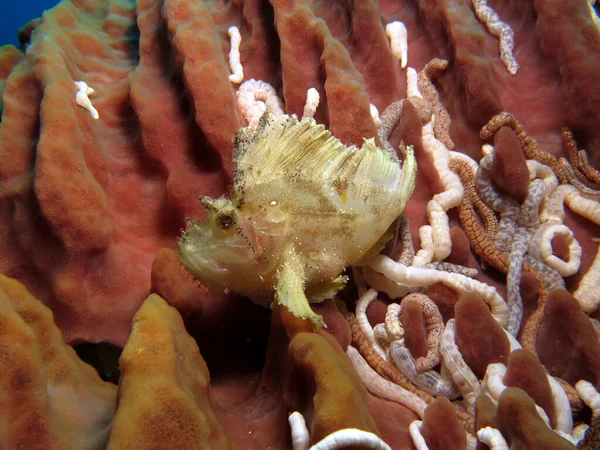 Yaprak Akrep balığı varil süngeri Pescador Adası Cebu Filipinleri 'nde oturuyor.