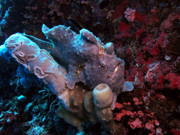 Grey Painted Frogfish Camouflaged Coral Pescador Island Philippines — Photo