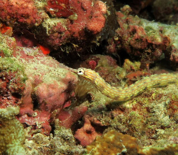 Schultz Pippefish Corals Panagsama Beach Cebu Fülöp Szigetek — Stock Fotó