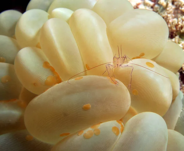 Eine Winzige Bubble Coral Garnele Einer Bubble Coral Cebu Philippinen — Stockfoto