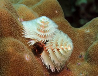 Kahverengi mercan Boracay Filipinlerinde beyaz bir Noel ağacı solucanı. 