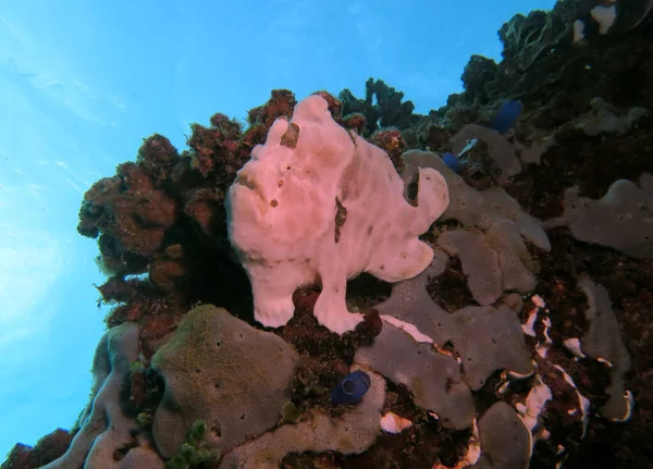 A Painted Frogfish on grey corals Boracay Philippines