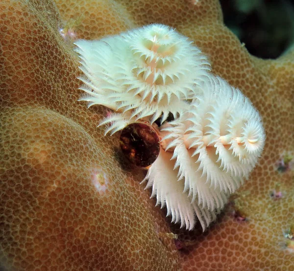 Biały Choinkowy Robak Brunatnym Koralu Boracay Filipiny — Zdjęcie stockowe