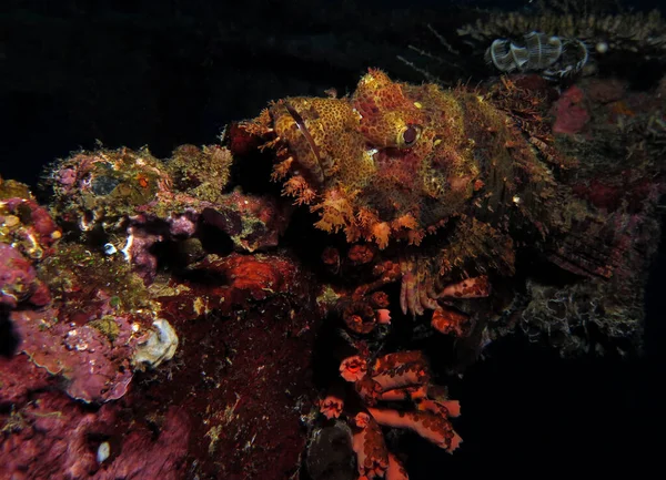 Bearded Scorpionfish Resting Wreck Boracay Philippines — Foto de Stock