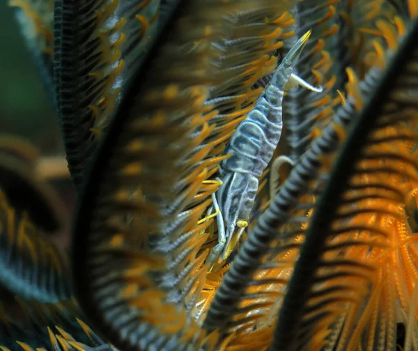 Featherstar Shrimp Camouflaged Featherstar Boracay Philippines — Foto de Stock