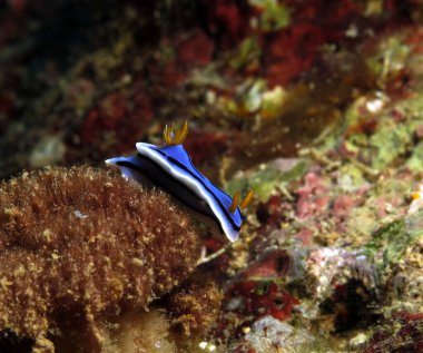 A Chromodoris Lochi nudibranch Boracay Philippines 