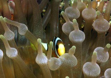 A Clark's anemonefish inside a Bubble-tip Anemone Boracay Philippines
