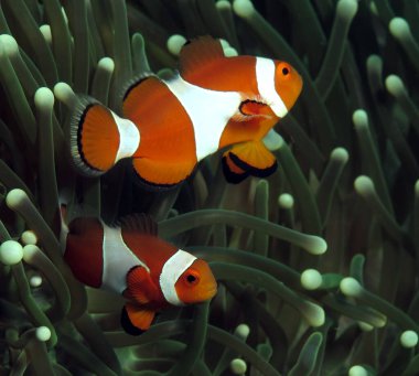 A pair of False clown anemonefish on anemone Boracay Philippines