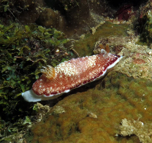 Goniobranchus Reticulatus Nudibranch Crawling Corals Boracay Philippines — Stock fotografie