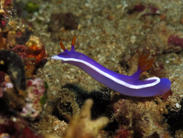 Hypselodoris Nudibranch Boracay Philippines — Stock fotografie