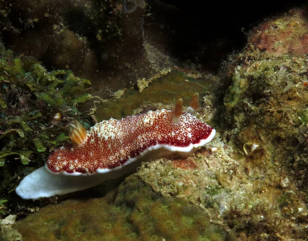 Goniobranchus Reticulatus Nudibranch Crawling Corals Boracay Philippines — Stock fotografie