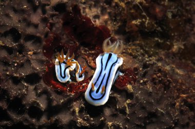 Bir çift Chromodoris Lochi Nüdidalları Siquijor Filipinleri