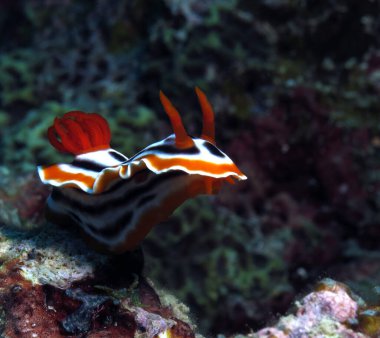 Kromodoris Magnifica Çıplaklık Filipinleri