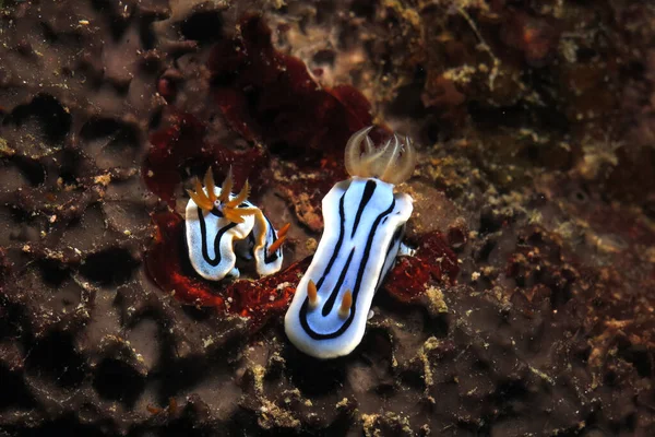 Пара Chromodoris Lochi Nudibranchs Siquijor Philippines — стокове фото